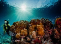   wide angle shot hard soft coral diver  